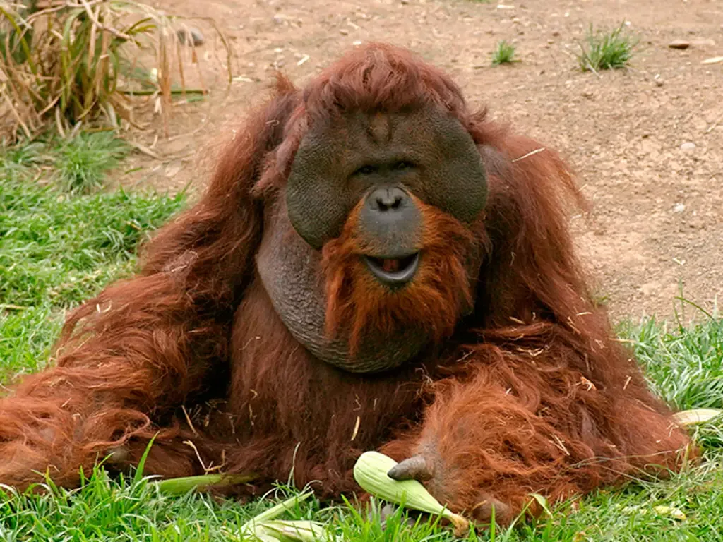 Jungle Park