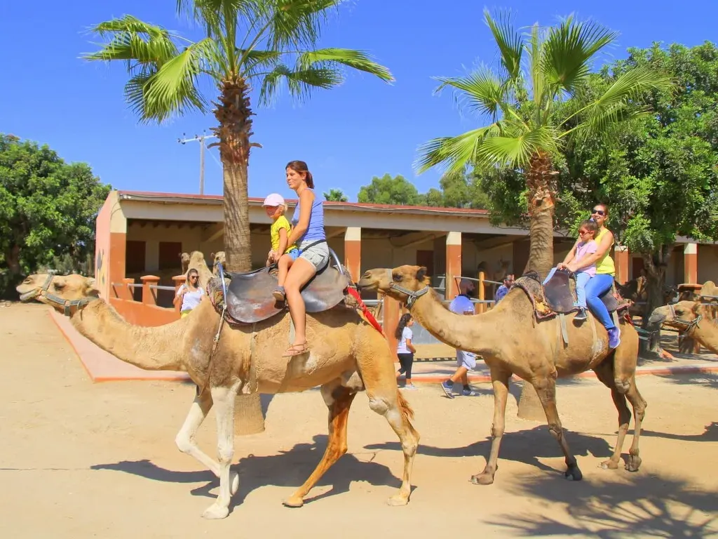 Camel Ride