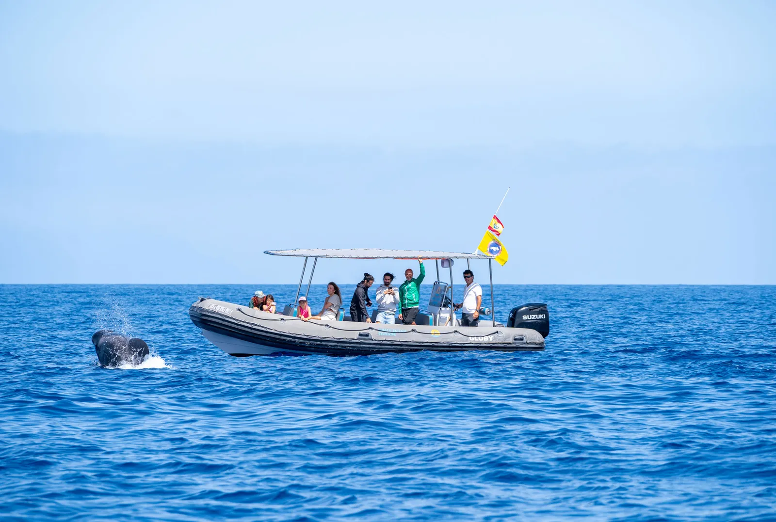 Avistamiento de ballenas y delfines